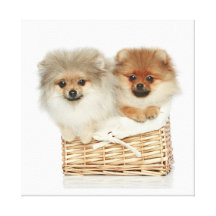 Naughty Dog 29  Stretched Canvas Print