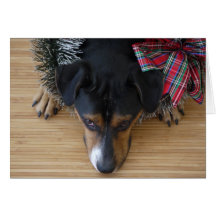 Naughty or nice? greeting cards