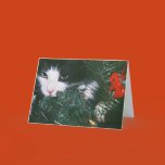 cat, naughty, nice, tree, christmas, xmas,