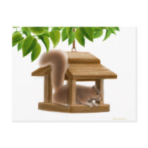 Naughty Squirrel Post Card