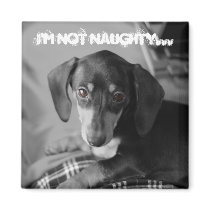 Naughty weiner dog magnets