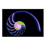 Nautilus Color Nautilus Color