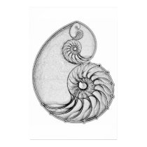 Nautilus posters by oxidave Nautilus posters