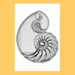 Nautilus posters