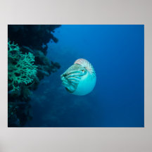 Nautilus Poster