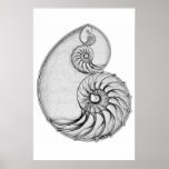 Nautilus Posters