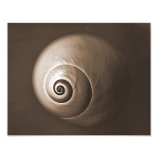 Nautilus Sepia Seashell Photo