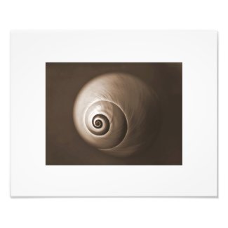 Nautilus Sepia Seashell