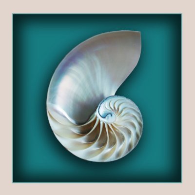 Nautilus shell magnet magnet