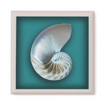 Nautilus shell magnet