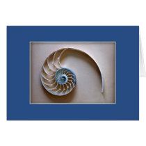 Nautilus Shell Section cards