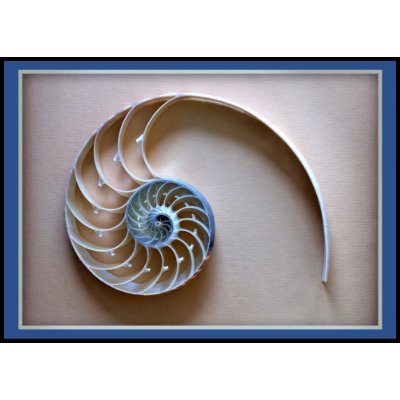 Nautilus shell section stamp