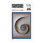 Nautilus Shell Section Stamp