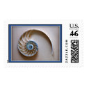 Nautilus shell section postage