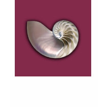Nautilus Shell T-Shirt