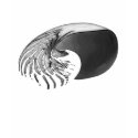 Nautilus t-shirts