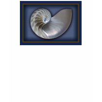 Nautllus Shell Shadow box t-Shirt by deegolden Nautllus Shell Shadow box t-Shirt