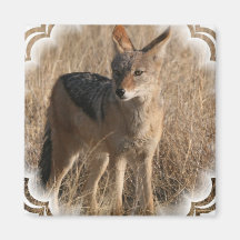 Navajo Coyote Square Magnet