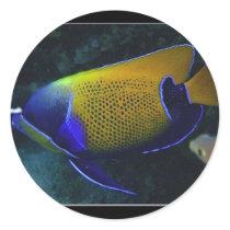 Navarchus stickers
