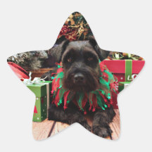 Navidad - mezcla del Schnauzer - Bentley Colcomania Cuadrada