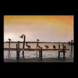 NC Pelicans posters
