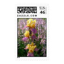 NDG Postage-Iris 'Glowing Volcano'