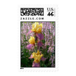 NDG Postage-Iris 'Glowing Volcano'