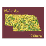 Nebraska State Flower: Goldenrod Postcard | Zazzle
