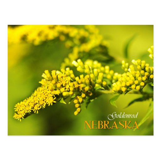 Nebraska State Flower Goldenrod Postcard Zazzle