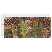 necking giraffes rack cards by camerabag necking giraffes rack cards