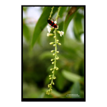 Nectar Of Life (Blank) posters by kellyannettes Nectar Of Life (Blank) posters
