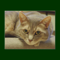 Nedda postcards