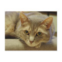 Nedda postcards by cunningba Nedda postcards