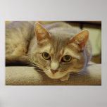 Nedda Posters