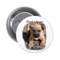 Need a home-Bogie Puppy buttons