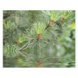 needles of pine tree above water flyer