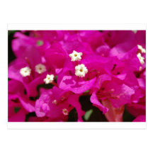 Negril, Jamaica Post Card
