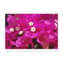 Negril, Jamaica Post Card