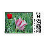 Neighboring Tulips Postage Stamps