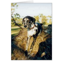 Nellie cards by Catahoula Nellie cards