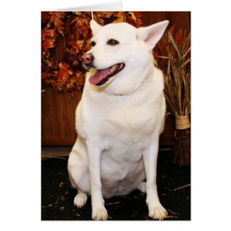 Nellie - Nissan - Photo-1 card
