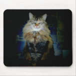 Nellie supervising mousepads