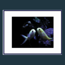 Nemanthias carberyi postcards