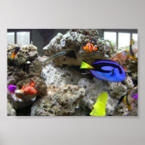 Nemo With His Gang Posters
