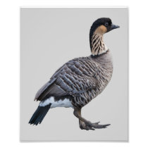 Nene Photo Art