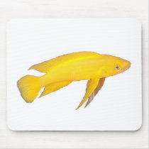 Neolamprologus leleupi mousepads