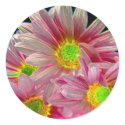 Neon Daisies stickers