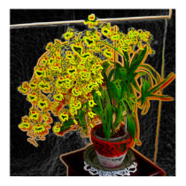 Neon Orchids posters