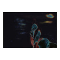 Neon Silk posters