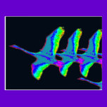 Neon Swans Fly The Night Sky postcards